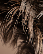 Close-up of feather duster