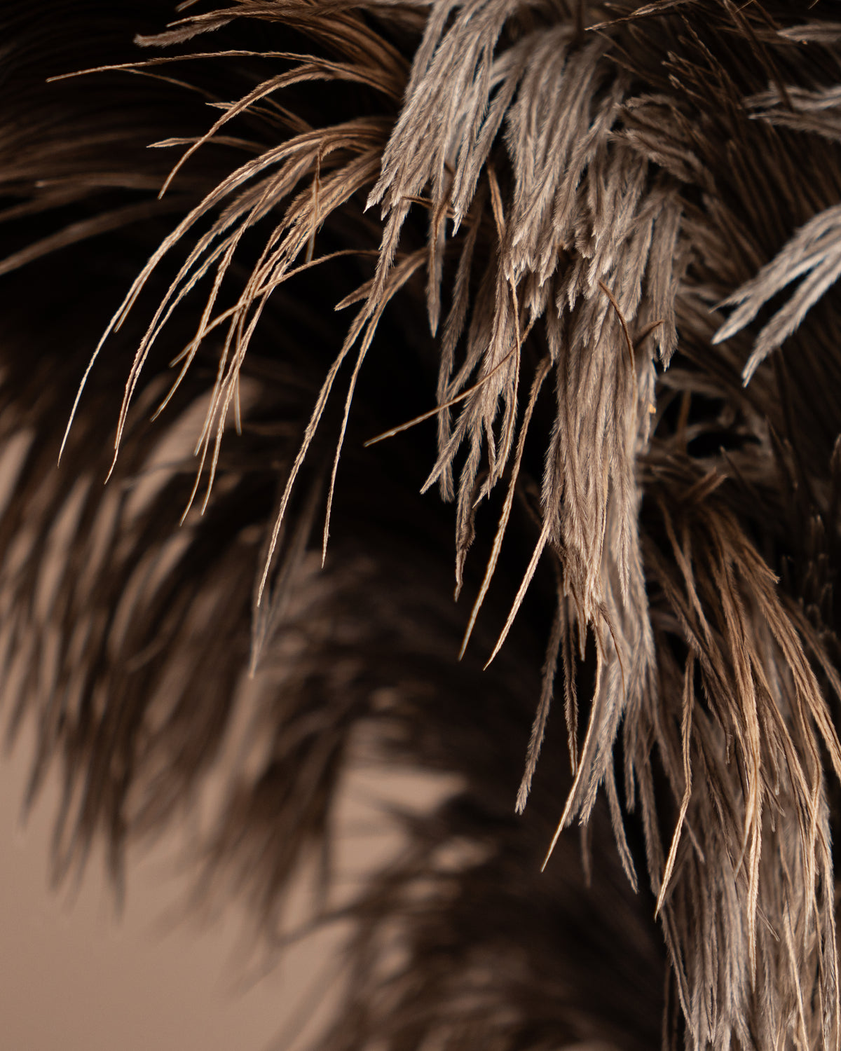 Close-up of feather duster