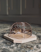 Small mouse inside a humane mousetrap on a wooden base on a kitchen floor